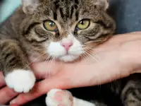 Дейва - кошечка-бурундучек, фотография 4
