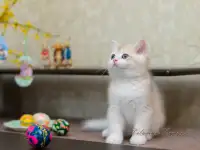 Британские котята из питомника. Мальчик Амур., фотография 5