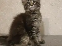 Девочка мейн-кун, фотография 2