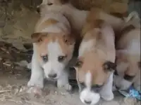 Отдам щенка бесплатно