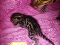 Шикарные бенгальские котята, фотография 3