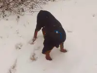 Ротвейлер девочка., фотография 2