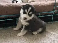 Щенки Хаски, фотография 5