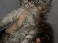 Мейнкун, фотография 2