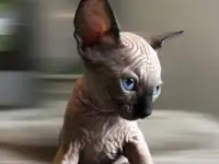 Котята канадского сфинкса, фотография 7