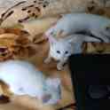 Котят в добрые руки, фотография 11