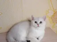 Британский котёнок, фотография 4