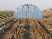 Продам саженцы фундука, недорого, фотография 2