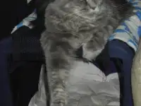 породистые котята мэйнкун, фотография 8