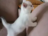Британские котята, фотография 3