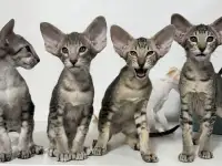Ориентальные котята, фотография 4