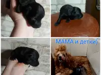 Продам мелкопородного щенка, фотография 5
