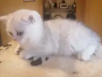 породистый британский котёнок, фотография 2