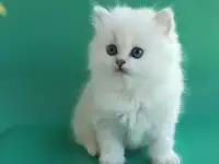 Котята Серебристая шиншилла, фотография 3
