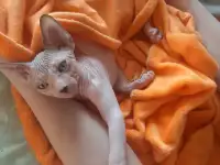 Канадский сфинкс, фотография 5