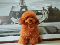 Вязка той пудель тикап, фотография 2