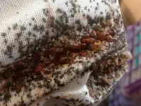 Уничтожение насекомых и грызунов по всей Беларуси, фотография 4