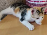Котёнок ищет дом!, фотография 8