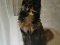 Котятa Мейн Куны из серцифицированного питомника, фотография 5