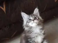 Котенок мей-кун, фотография 2