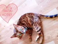 Роскошные бенгальские котята, фотография 9