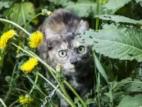 красавица Вика ищет дом, фотография 5