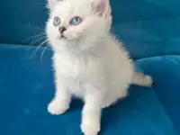 Британские котята, фотография 12