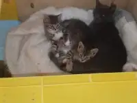 котята даром, фотография 3