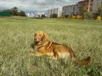 Пропали две собаки