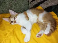 Котята в Добрые руки, фотография 2
