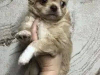 Чихуахуа щенки