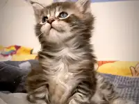 Котята Мейн-кун, фотография 9