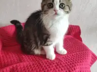 Шотландские котята с голубыми глазами, фотография 3