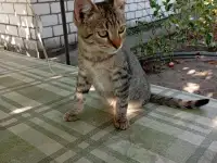 Котенок в дар