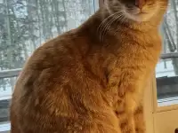 Котик в добрые руки, фотография 9