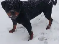 Ротвейлер для вязки.