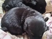 Срочно нужна передержка или дом щенкам! Сос! Хотят закопать!