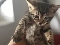 Котята в дар от домашней кошечки, фотография 3