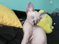 Котята девочки Канадский сфинкс, фотография 4