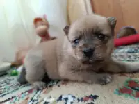 Щенки финский шпиц, фотография 3