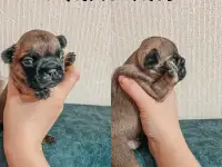 Французские булочки, фотография 6