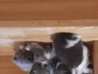 Отдам котят в хорошие руки, фотография 3
