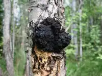БЕРЕЗОВАЯ ЧАГА ГРИБ(лечебный чай)почтой Молодечно