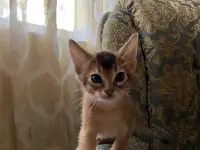 Продам котенка, фотография 4