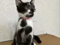 КОТЕНОК, фотография 3