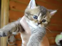 Шотландские прямоухие котята, фотография 4