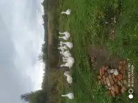 Гуси, фотография 2