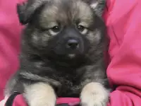 Щенки в добрые руки