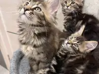 Котята породы Мейн-кун, фотография 2