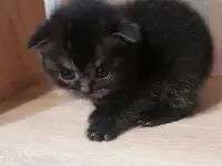 Котята вислоухие